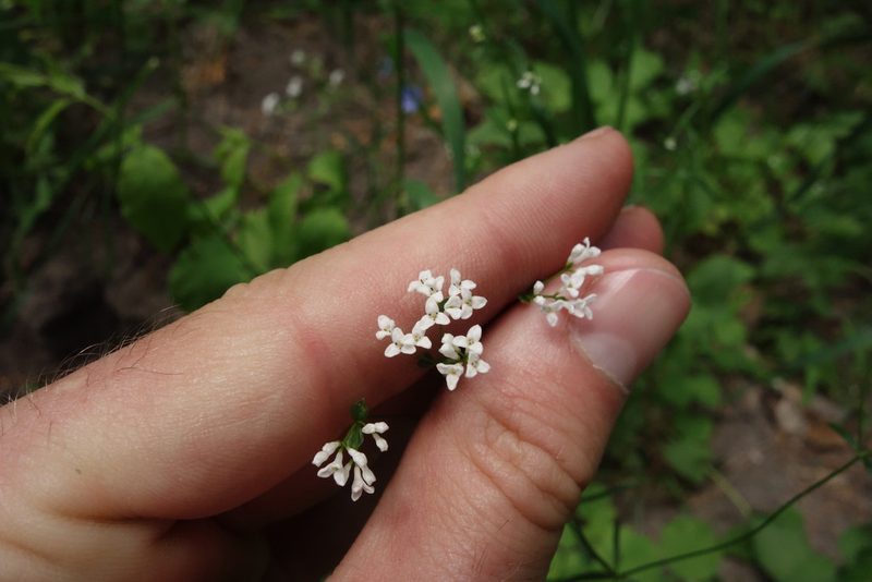 Asperula tinctoria, photographed by Aleksei Baushev