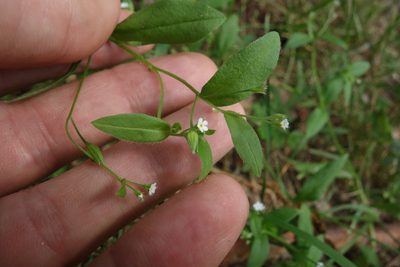 Myosotis sparsiflora, photographed by Aleksei Baushev