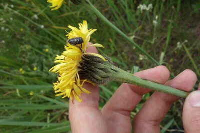 Hypochaeris maculata, photographed by Aleksei Baushev