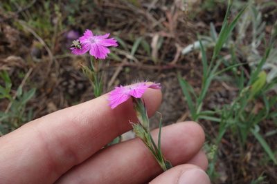 Dianthus chinensis, photographed by Aleksei Baushev