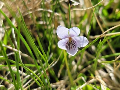 Viola palustris, photographed by Elias