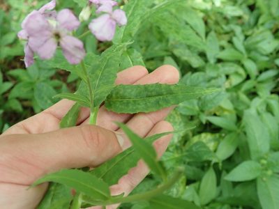 Hesperis matronalis, photographed by John Kenrick Gibson