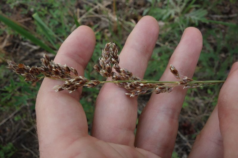 Anthoxanthum repens, photographed by Aleksei Baushev