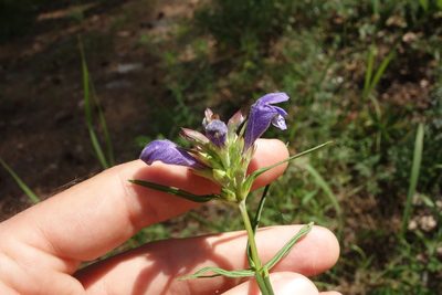 Dracocephalum ruyschiana, photographed by Aleksei Baushev