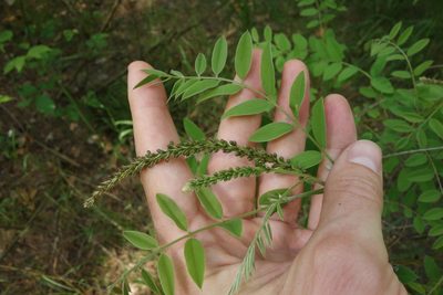 Amorpha fruticosa, photographed by Aleksei Baushev