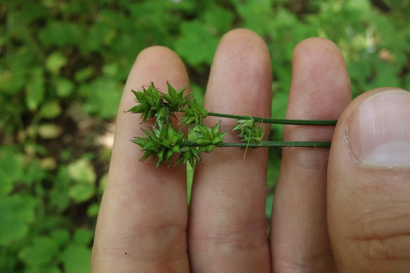 Carex muricata, photographed by Aleksei Baushev