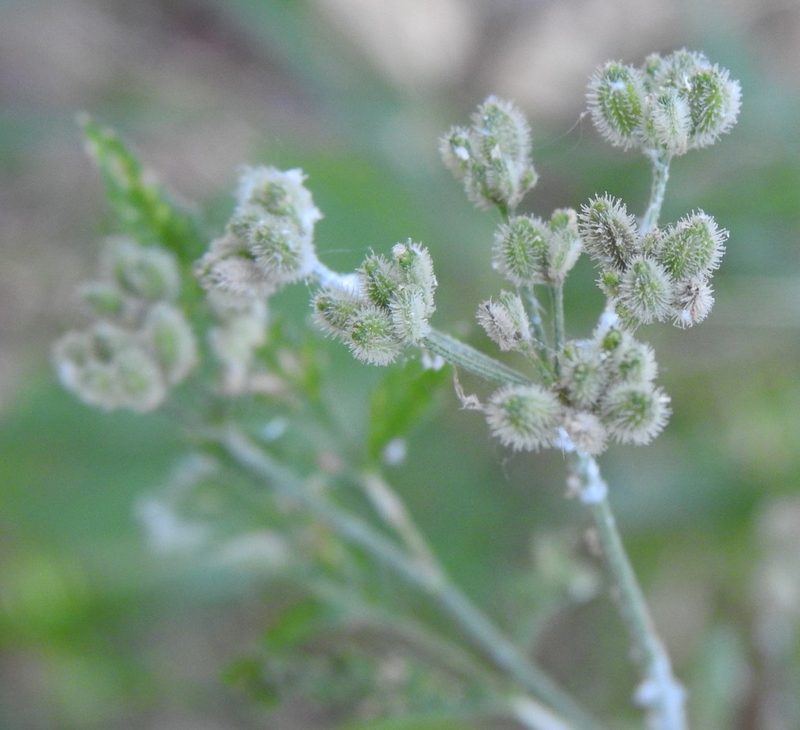 Torilis arvensis, photographed by saltyhiker