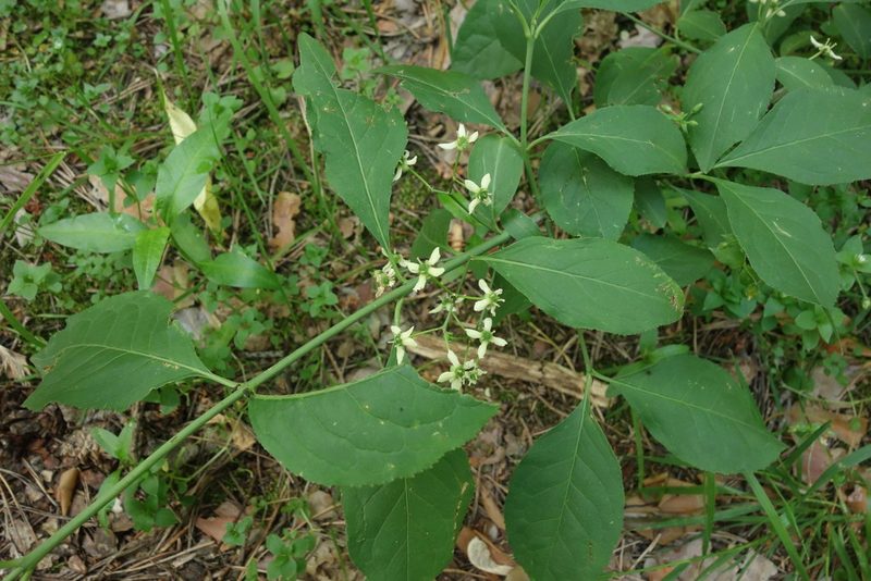 Euonymus europaeus, photographed by Aleksei Baushev