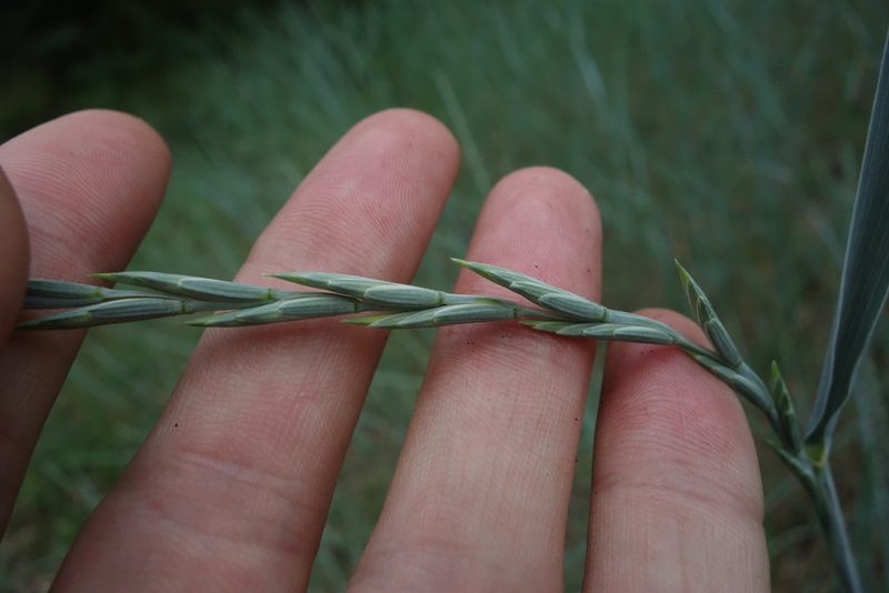 Thinopyrum intermedium, photographed by Aleksei Baushev