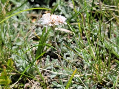 Antennaria dioica