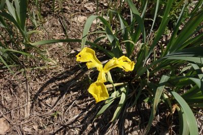 Iris pseudacorus, photographed by Aleksei Baushev