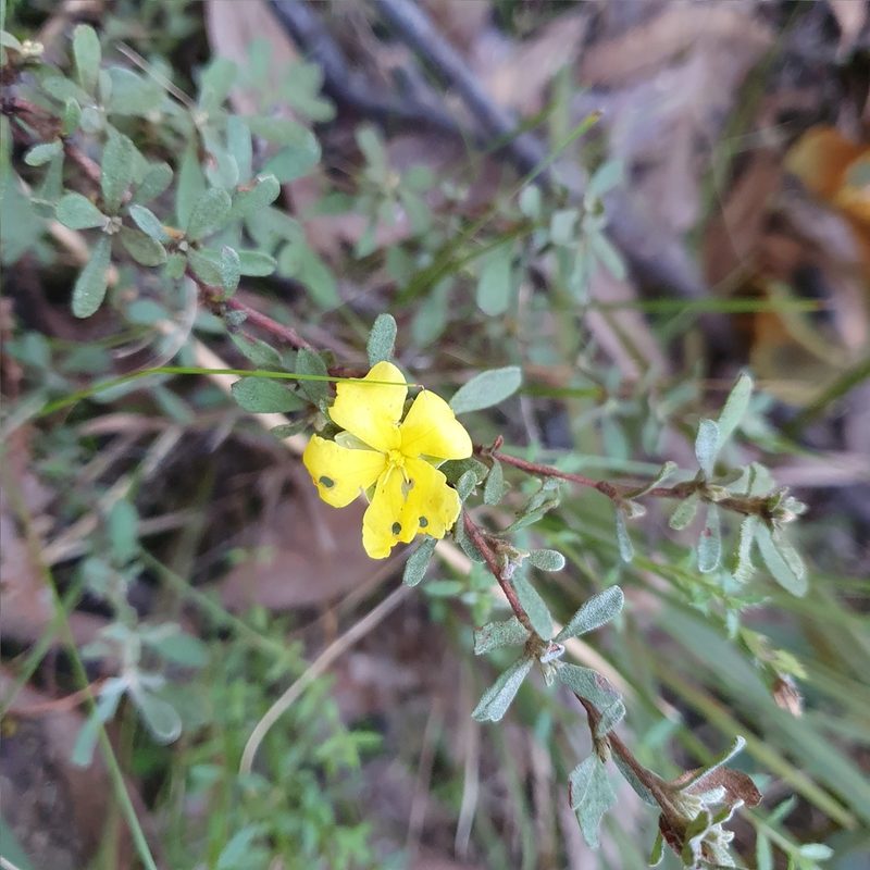 Hibbertia obtusifolia, photographed by ronavery