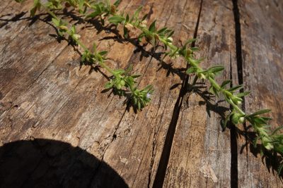 Veronica arvensis, photographed by Aleksei Baushev