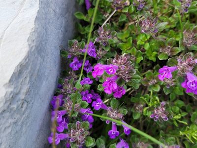Clinopodium alpinum, photographed by Elias