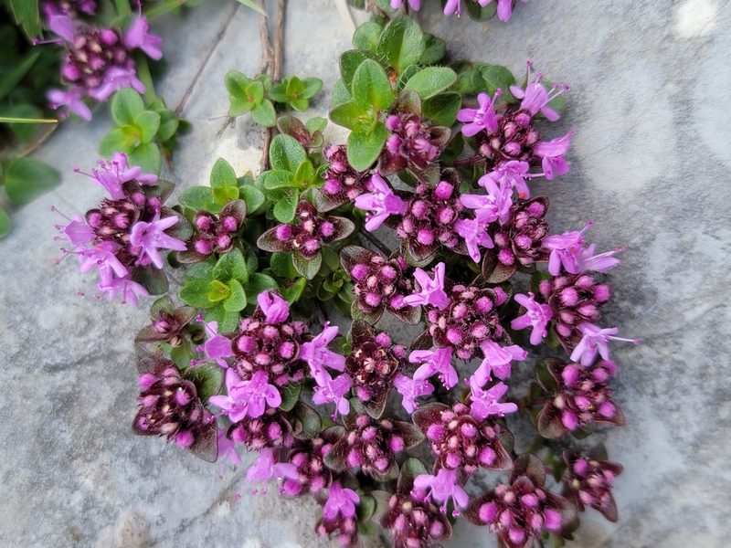 Thymus praecox, photographed by Elias