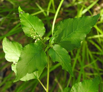 Rivina humilis, photographed by saltyhiker