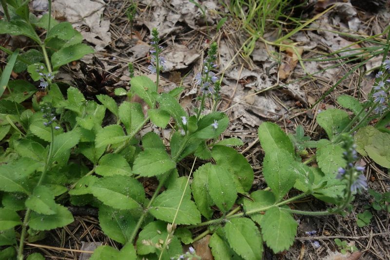 Veronica officinalis, photographed by Aleksei Baushev