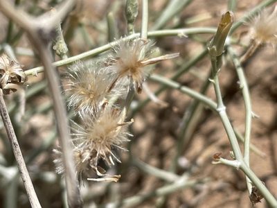 Stephanomeria pauciflora