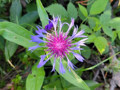 Centaurea montana, photographed by Elias