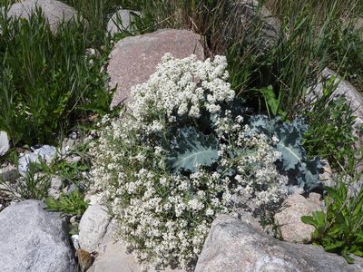 Crambe maritima, photographed by Maria