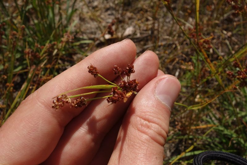 Luzula pallescens, photographed by Aleksei Baushev