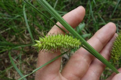 Carex vesicaria, photographed by Aleksei Baushev