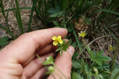 Potentilla erecta, photographed by Aleksei Baushev