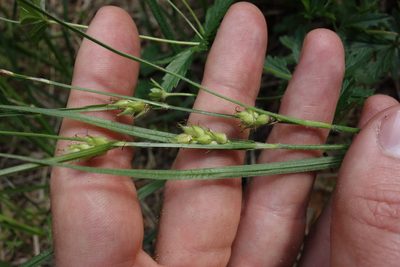 Carex hirta, photographed by Aleksei Baushev