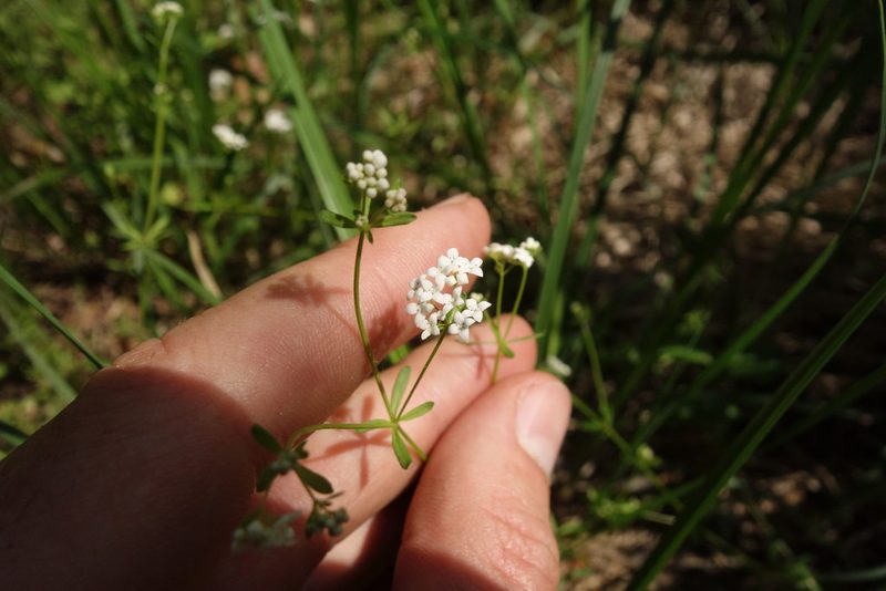Hydrogalium elongatum, photographed by Aleksei Baushev