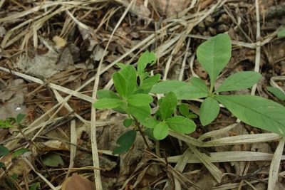 Vaccinium vitis-idaea, photographed by Aleksei Baushev