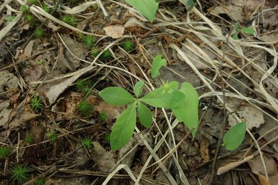 Lysimachia europaea, photographed by Aleksei Baushev
