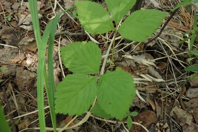 Rubus saxatilis, photographed by Aleksei Baushev