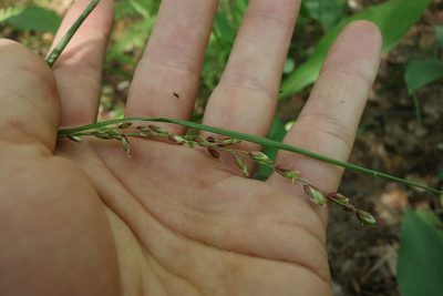Melica nutans, photographed by Aleksei Baushev