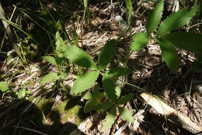 Comarum palustre, photographed by Aleksei Baushev