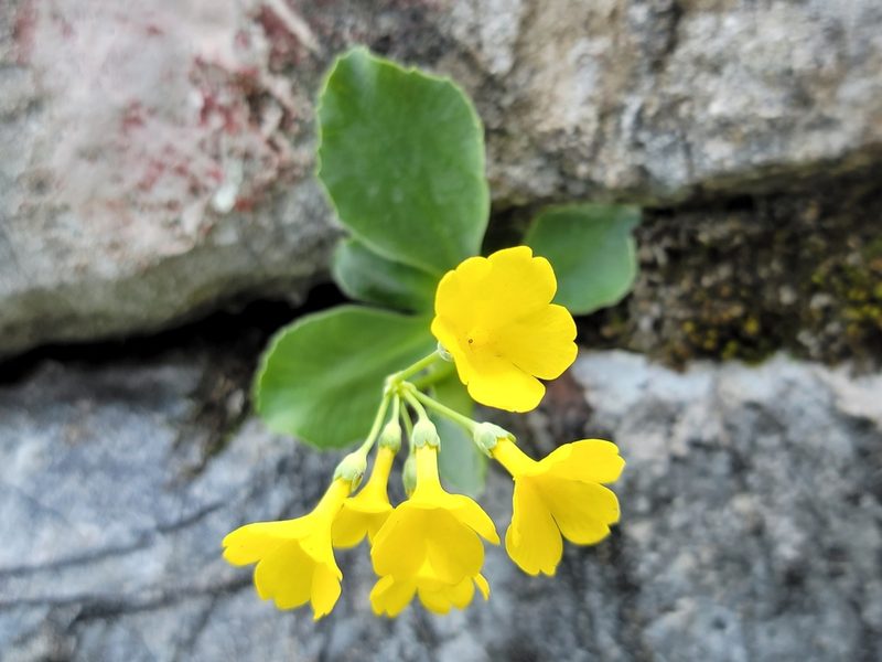 Primula auricula, photographed by Elias