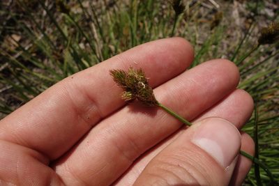 Carex leporina