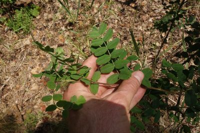 Caragana arborescens, photographed by Aleksei Baushev