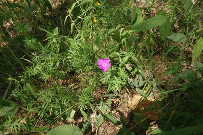 Geranium sanguineum, photographed by Aleksei Baushev