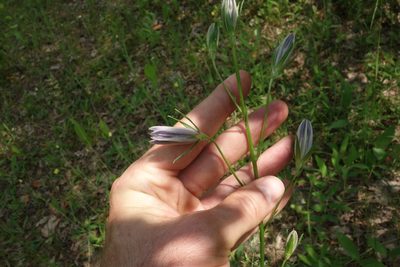Campanula persicifolia, photographed by Aleksei Baushev