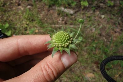 Knautia arvensis, photographed by Aleksei Baushev