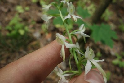 Platanthera bifolia, photographed by Aleksei Baushev