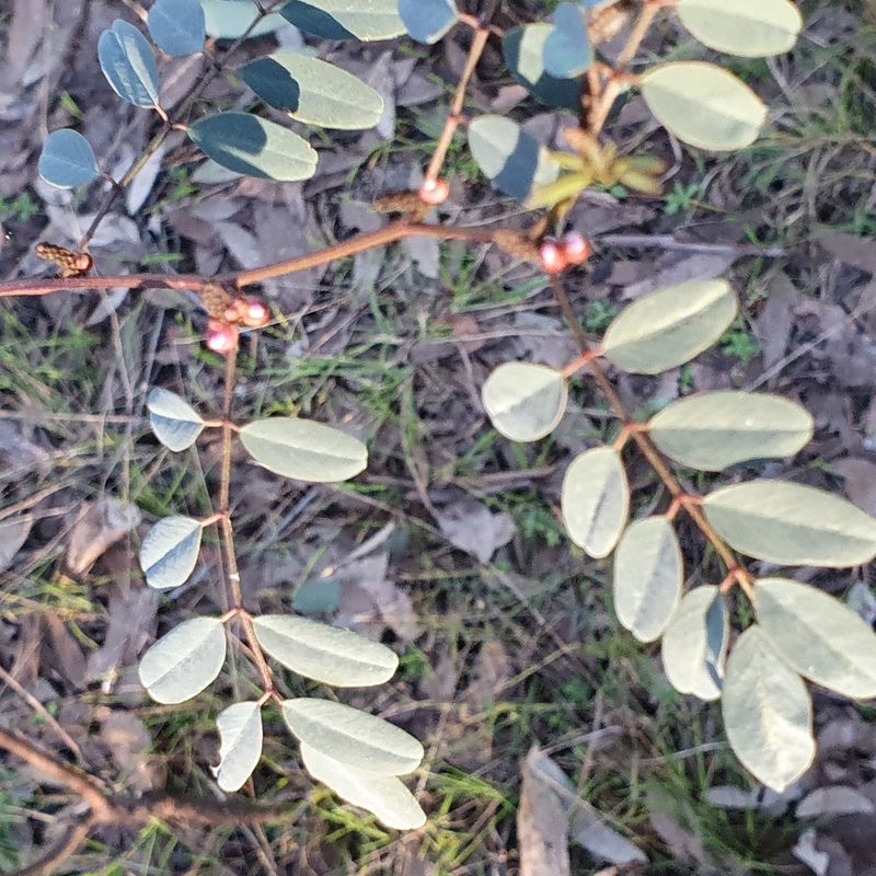 Indigofera australis, photographed by ronavery