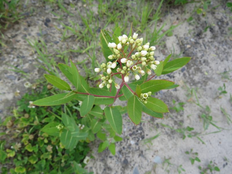 Apocynum cannabinum, photographed by Chelsea Carroll