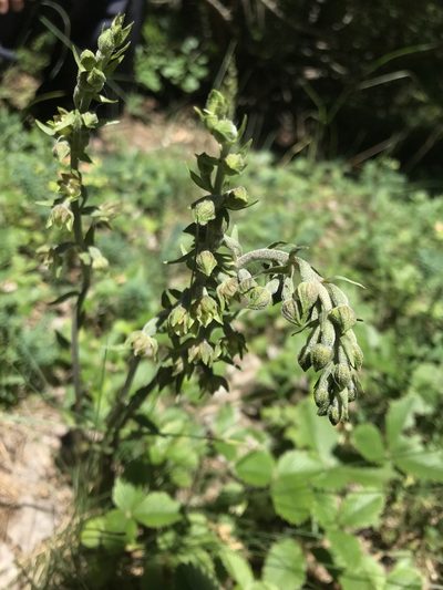 Epipactis microphylla, photographed by Yuliana Leshchenko