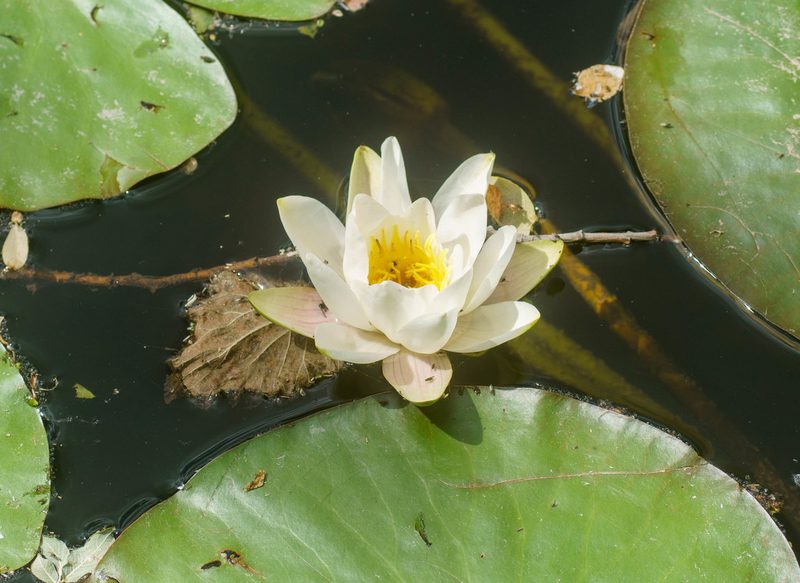 Nymphaea alba, photographed by Derek Winterburn