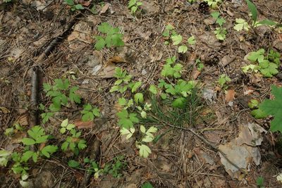 Adoxa moschatellina