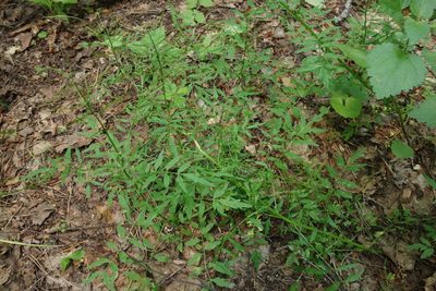 Cardamine impatiens, photographed by Aleksei Baushev
