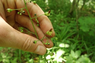 Scrophularia nodosa, photographed by Aleksei Baushev