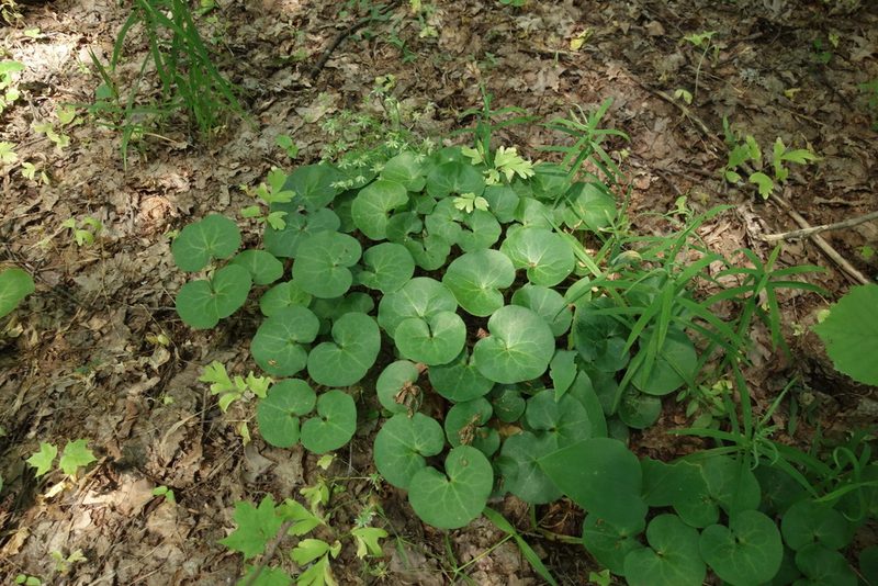 Asarum europaeum, photographed by Aleksei Baushev