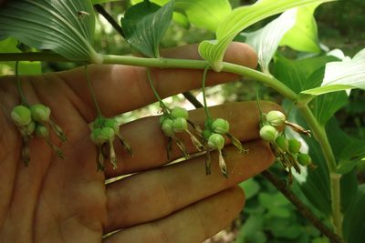 Polygonatum multiflorum, photographed by Aleksei Baushev